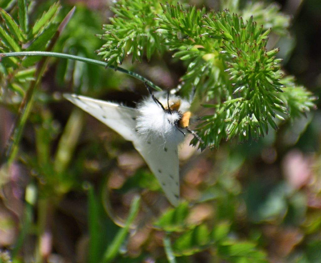 Spilosoma? No, Hyphantria cunea